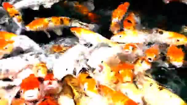 Beaucoup de poissons orange affamés koï dans l'étang à la journée ensoleillée d'été
 - Séquence, vidéo