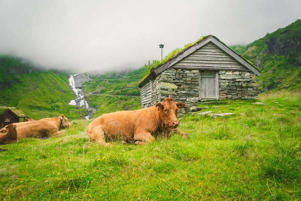 Funny brown cow on green grass in a field on nature in scandinavia. Cattle amid heavy fog and mountains with a waterfall near an old stone hut in Norway. Agriculture in Europe - Zdjęcie, obraz