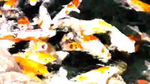 Un sacco di koi pesci arancio affamati in stagno a giornata estiva soleggiata
 - Filmati, video