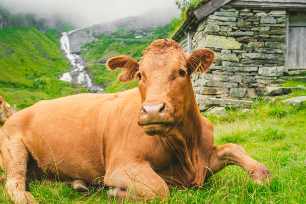 Funny brown cow on green grass in a field on nature in scandinavia. Cattle amid heavy fog and mountains with a waterfall near an old stone hut in Norway. Agriculture in Europe - Photo, Image