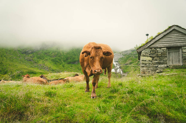 Funny brown cow on green grass in a field on nature in scandinavia. Cattle amid heavy fog and mountains with a waterfall near an old stone hut in Norway. Agriculture in Europe - Photo, Image