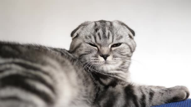 brytyjski szkocki krotnie kot. Kot kłamie. zwierzaka spoczywa w pokoju. piękne Tabby kot. - Materiał filmowy, wideo