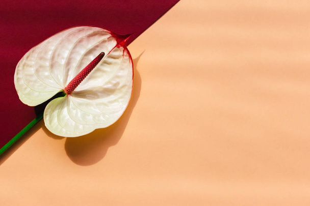 Удивительный тропический цветок антуриума на розовом персиковом пастеле и темно-красном фоне. Место для текста
.  - Фото, изображение