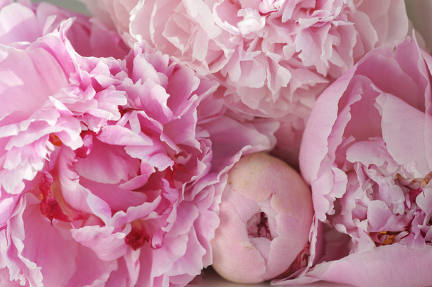 mooie frisse roze pioenrozen  - Foto, afbeelding