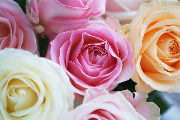 close up view of blooming roses - Foto, immagini