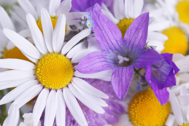 Marguerites blanches et bouquet de fleurs violettes, gros plan
 - Photo, image