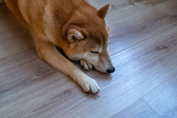 schöner Ingwer, reinrassiger Shiba Inu Hund liegt auf einem Holzboden. - Foto, Bild