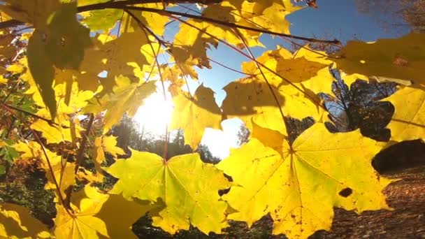 Paesaggio d'autunno. autunno albero foglie cielo sfondo. - Filmati, video