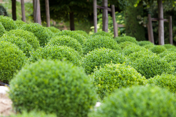 Buchsbaum - grüne Gartenbälle in Frankreich, - Foto, Bild