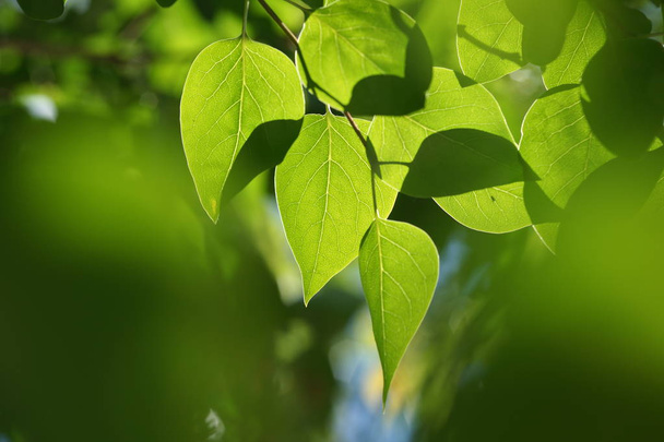 Свежая зеленая листва в саду
 - Фото, изображение