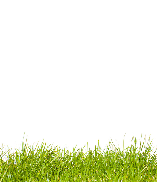 Grass on white background - Fotó, kép