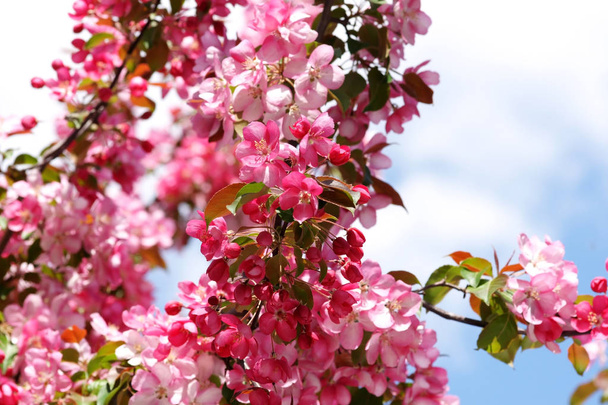 рожеві квітучі яблуні плодові гілки з квітами в саду
 - Фото, зображення