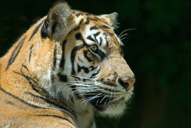 Sumatran Tiger - Photo, image