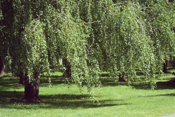green and lush trees on garden background - Photo, Image
