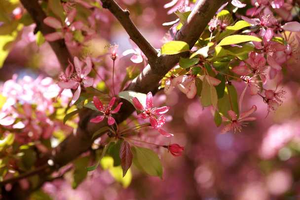 hermoso manzano en flor en primavera - Foto, imagen