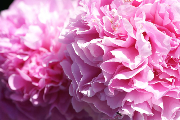 Свежие розовые пионы в саду
 - Фото, изображение