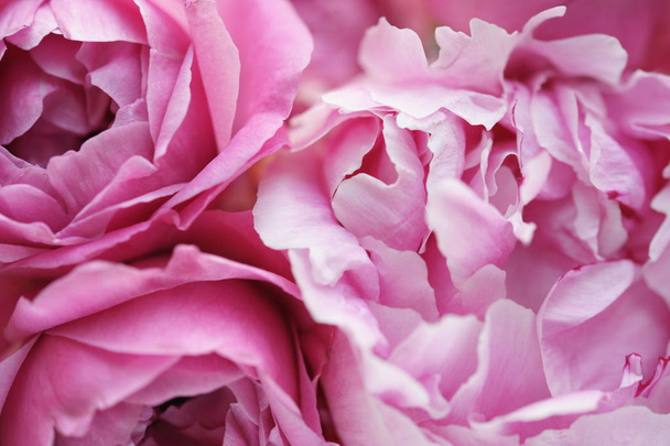 piękny bukiet różowych kwiatów, widok z bliska - Zdjęcie, obraz