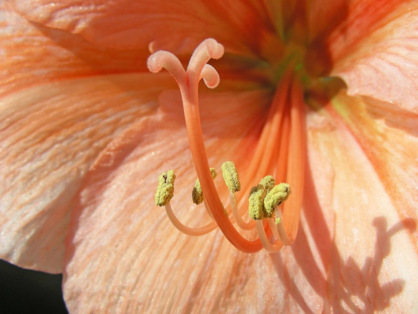 Orange Amaryllis - Foto, Bild