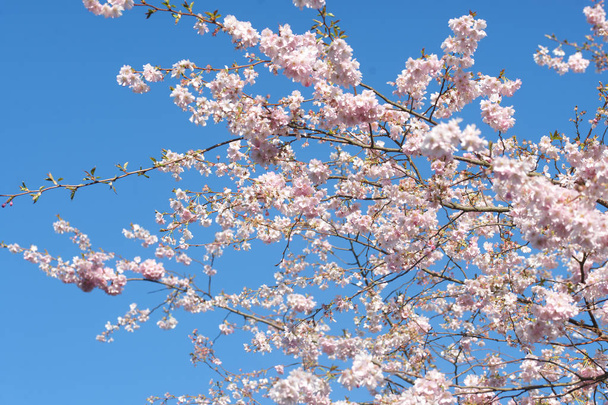 Fiori di ciliegio con sfondo cielo blu
 - Foto, immagini