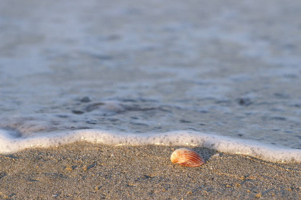 Seashell rannalla
 - Valokuva, kuva