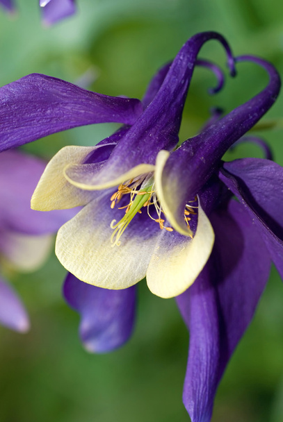 Colonne violette
 - Photo, image