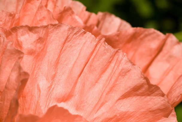 Peach Poppy Petals - Valokuva, kuva