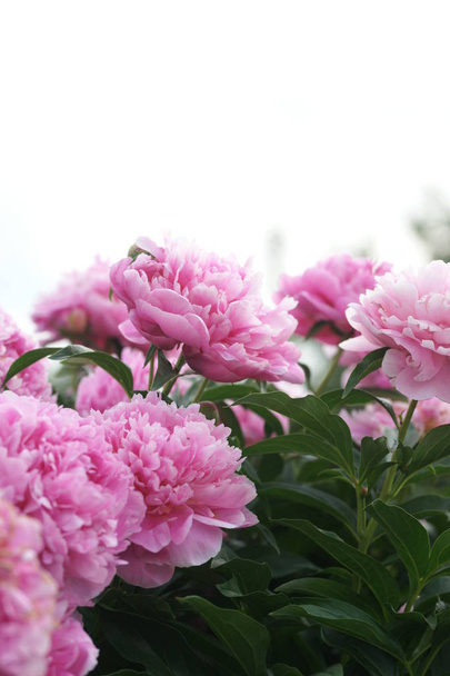 庭の新鮮なピンクの牡丹 - 写真・画像