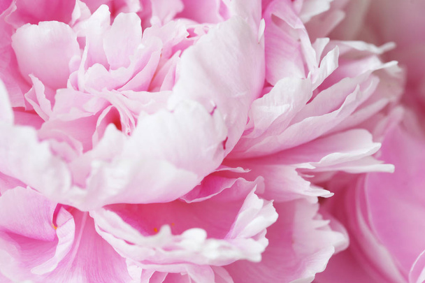 fresh pink peonies in the garden - Φωτογραφία, εικόνα