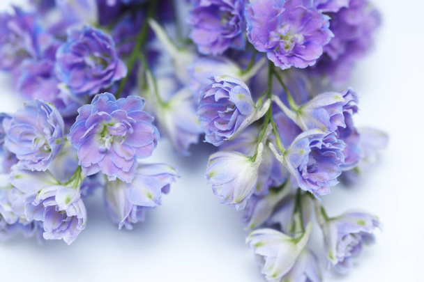 beautiful purple flowers, close up - Photo, Image