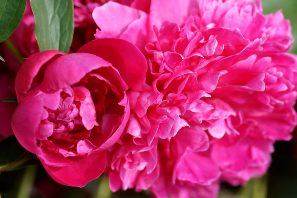 beautiful fresh pink peonies  - Photo, Image