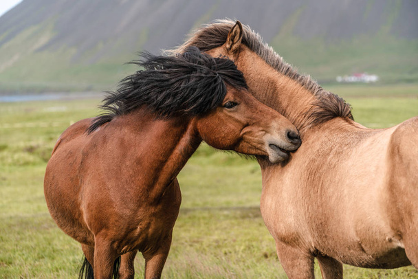 Icelandic horse in scenic nature of Iceland. - Фото, изображение