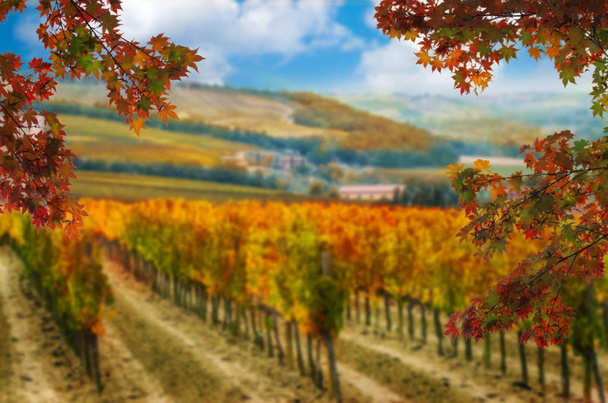 Hojas de otoño con viñedo borroso en el fondo
. - Foto, Imagen