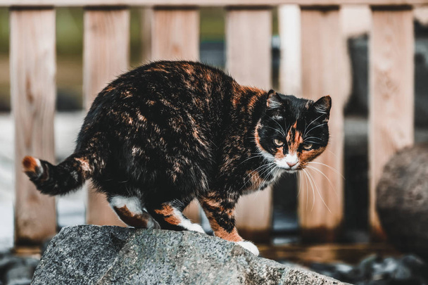 Black and brown color cat outside the house. - Photo, image