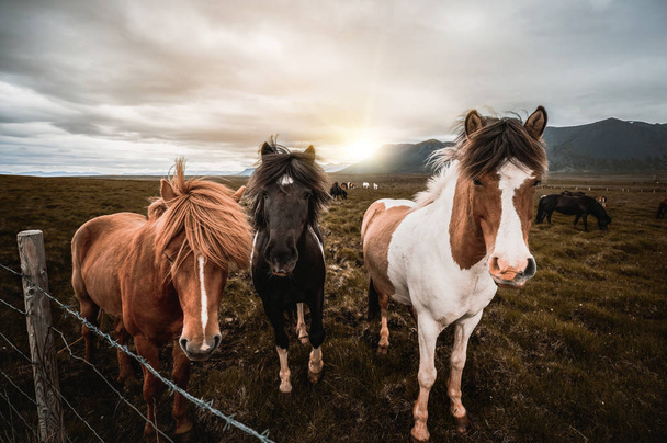 Cheval islandais dans la nature pittoresque de l'Islande. - Photo, image