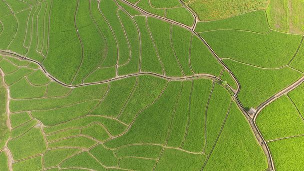 The beautiful landscape of rice fields in Thailand.  - Zdjęcie, obraz
