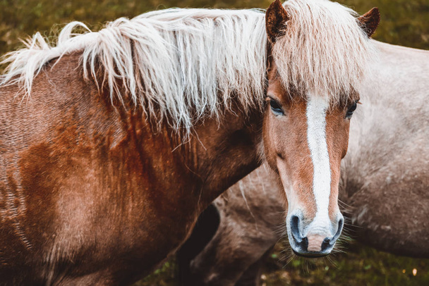 Icelandic horse in scenic nature of Iceland. - Fotó, kép