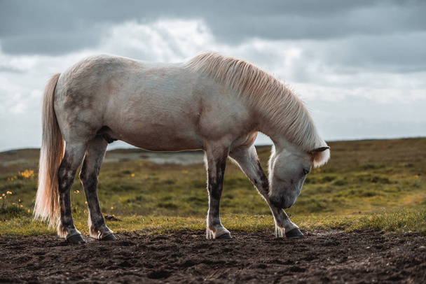 Cavallo islandese nella natura panoramica dell'Islanda. - Foto, immagini