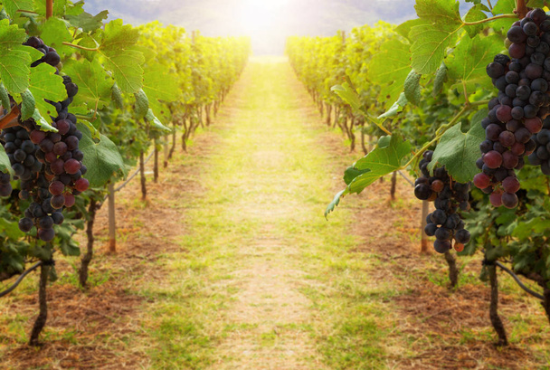 Uvas en el paisaje de viñedos en Transilvania
 - Foto, Imagen