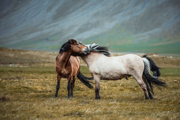 İzlanda doğal doğada İzlanda atları. - Fotoğraf, Görsel