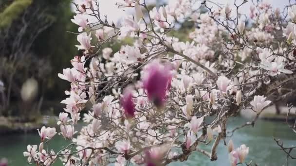 Keskity siirtyminen magnolia kukkivat lukuisia valkoisia kukkia magnolia kukka Crimson väri. Sanny-päivä
 - Materiaali, video