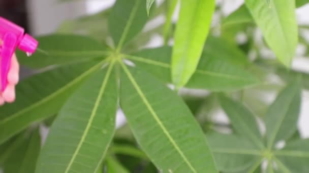 Close-up view of leaves of house plant - Footage, Video