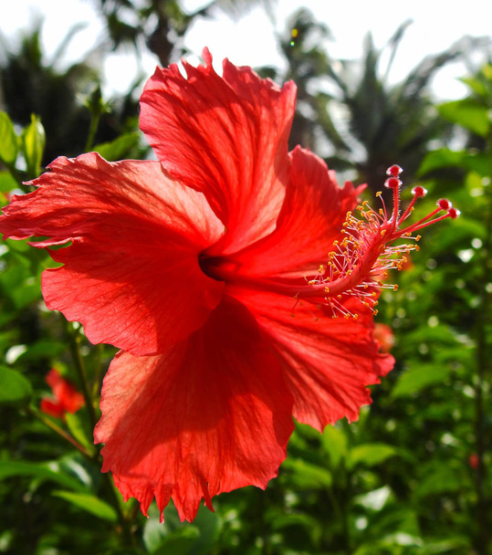  Punainen Hibiscus. kaunis punainen kukka
.          - Valokuva, kuva