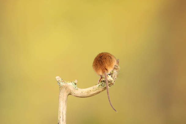 carino mouse raccolto su bastone di legno contro sfondo sfocato
 - Foto, immagini