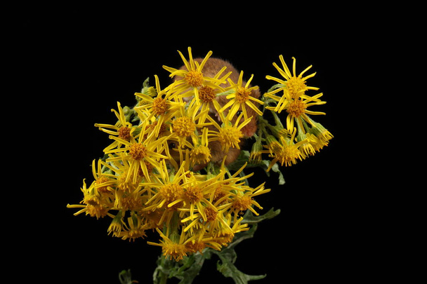 bonito camundongo colheita em flores amarelas contra fundo escuro
 - Foto, Imagem