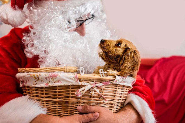 santa with a dog - Photo, Image