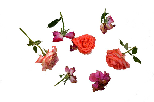 Roses dans différentes phases de flétrissement
 - Photo, image