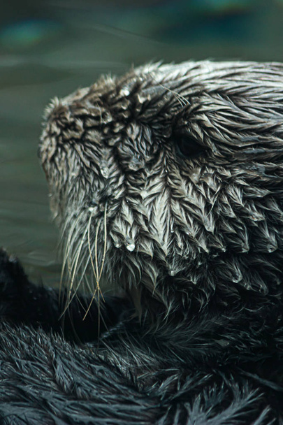 close up of a sea otters face floating in shallow water - Photo, Image