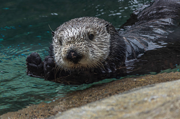 perto de uma lontra marinha peluda molhada flutuando na água e olhando para a câmera
 - Foto, Imagem