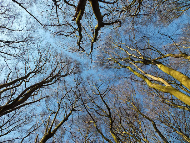 copas de árboles mirando hacia arriba en un dosel forestal en bosques de haya w
 - Foto, Imagen