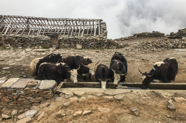 Якские коровы на горе в Хопре, Непал
 - Фото, изображение
